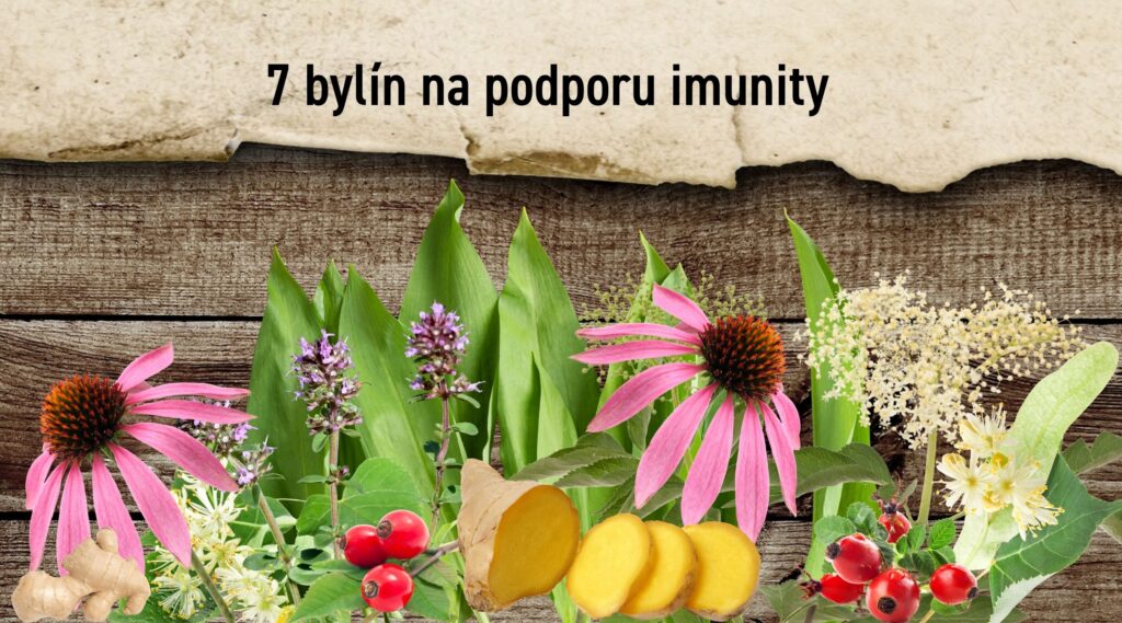 7 bylín na podporu imunity