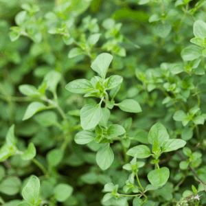 Pamajorán obyčajná - oregano, bylinka