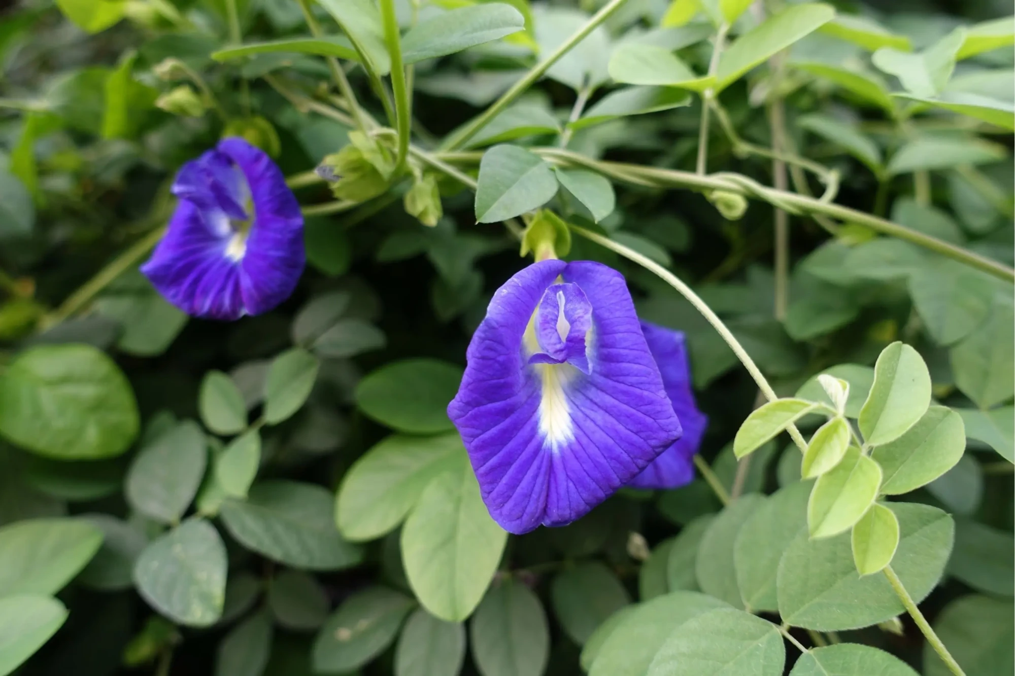 clitoria ternatea