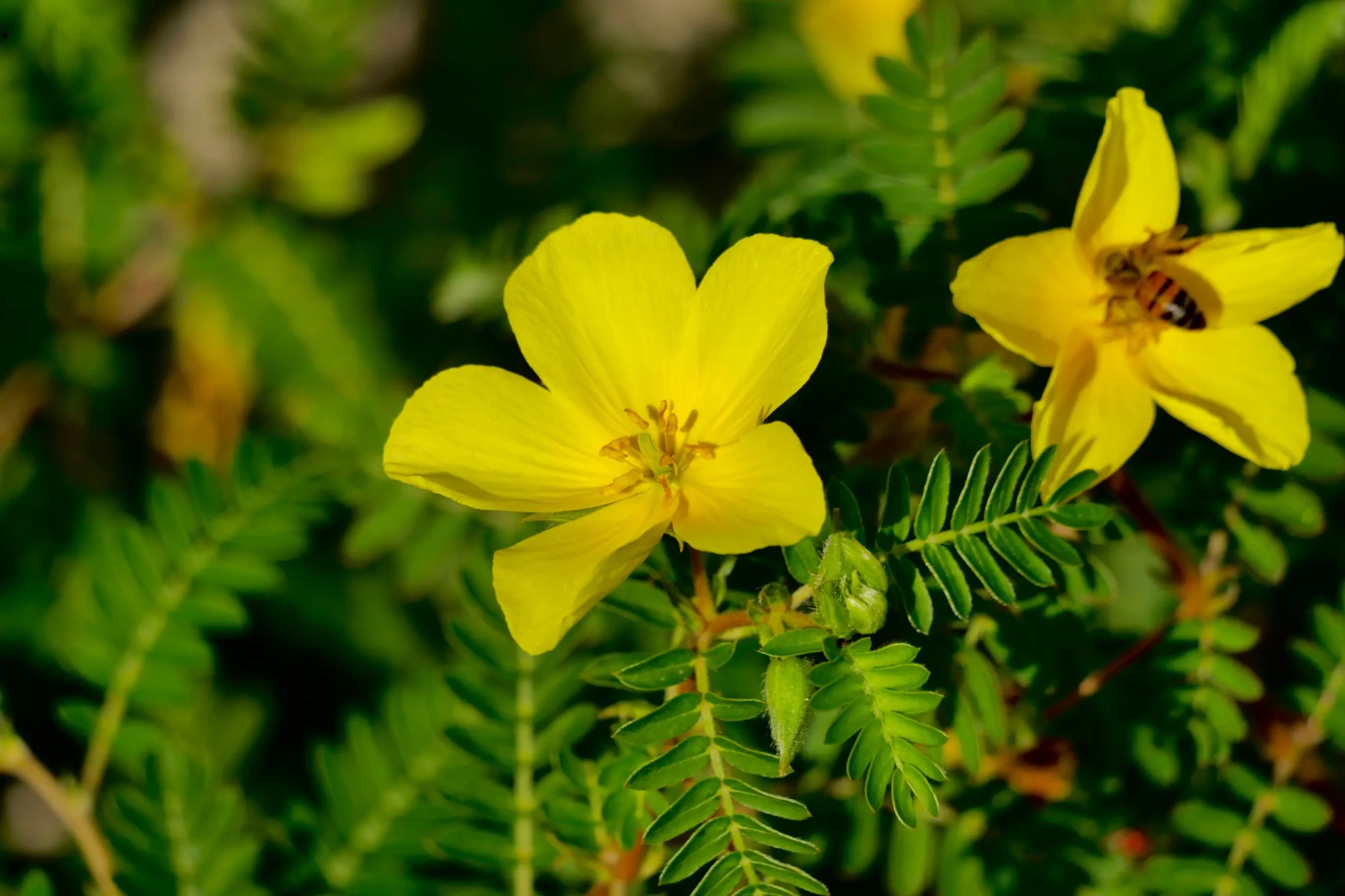 Dizajn bez názvu (1)